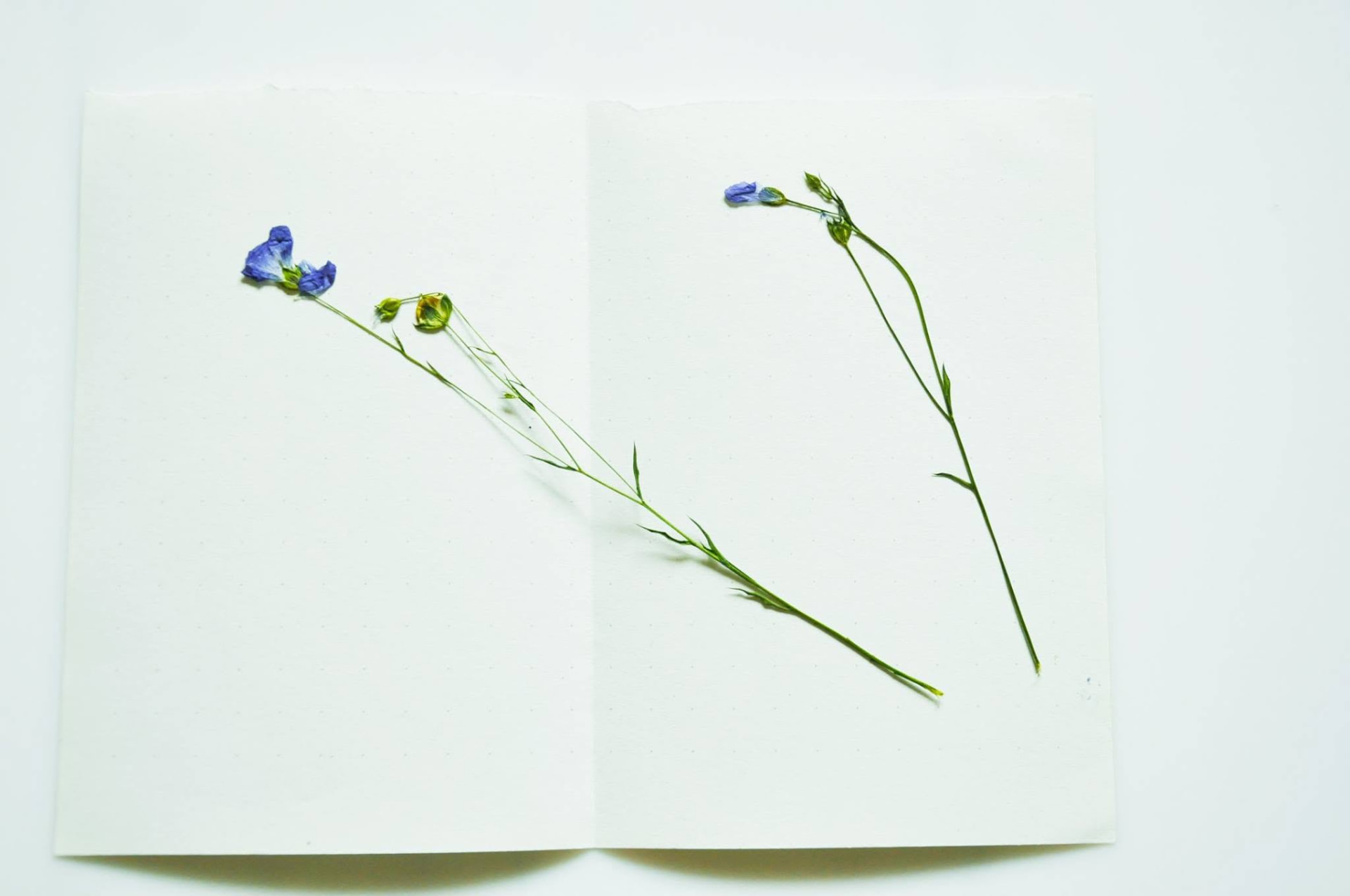 Botanical study of flax flowers