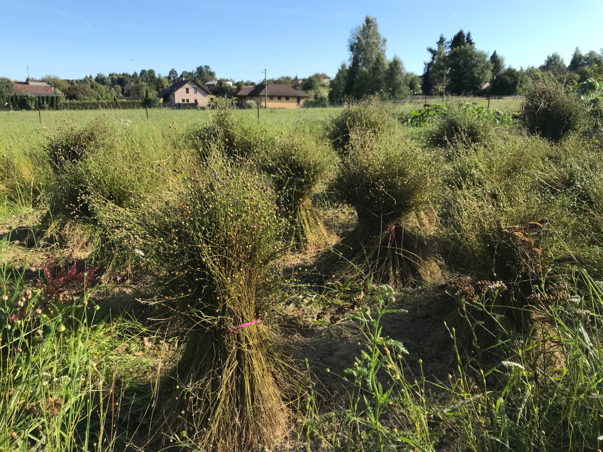 Mature flax seed capsules